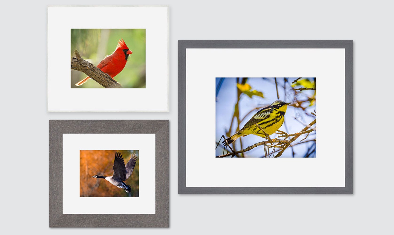 Gallery wall grouping of birds found in Northwest Ohio Gallery wall grouping of birds found in Northwest Ohio