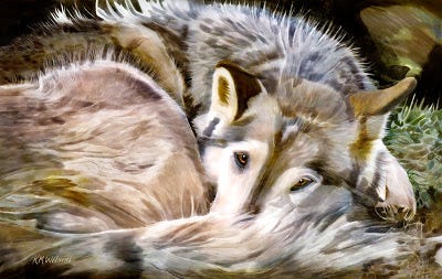 A gray wolf curled up with its nose under its tail A gray wolf curled up with its nose under its tail