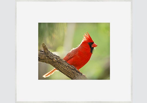 Male cardinal framed in our Nielsen 34 Silver Metal Picture Frame Male cardinal framed in our Nielsen 34 Silver Metal Picture Frame