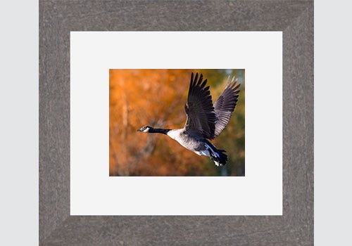 Flying Canadian goose found in Northwest Ohio during the Biggest Birding Week Flying Canadian goose found in Northwest Ohio during the Biggest Birding Week