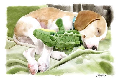 A tiny puppy curcled around a green stuffed alligator toy A tiny puppy curcled around a green stuffed alligator toy