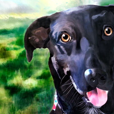 A close-up of a black labrador A close-up of a black labrador