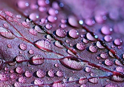 Close up of water droplets on purple flower petal Close up of water droplets on purple flower petal