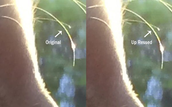 Original close-up of the cat's whiskers next to the up-ressed version Original close-up of the cat's whiskers next to the up-ressed version