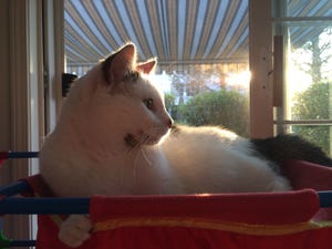 A cat sitting in the sunlight A cat sitting in the sunlight