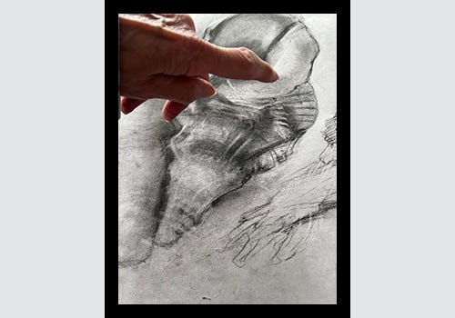 ‘Shells’: charcoal on paper, work in progress by Elaine Mickel, 2022. ‘Shells’: charcoal on paper, work in progress by Elaine Mickel, 2022.