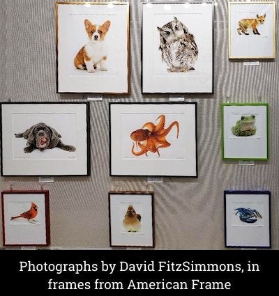 David's FitzSimmons photos in American Frame frames David's FitzSimmons photos in American Frame frames