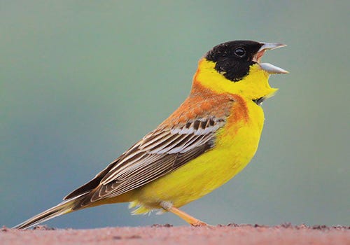 A yellow bird A yellow bird