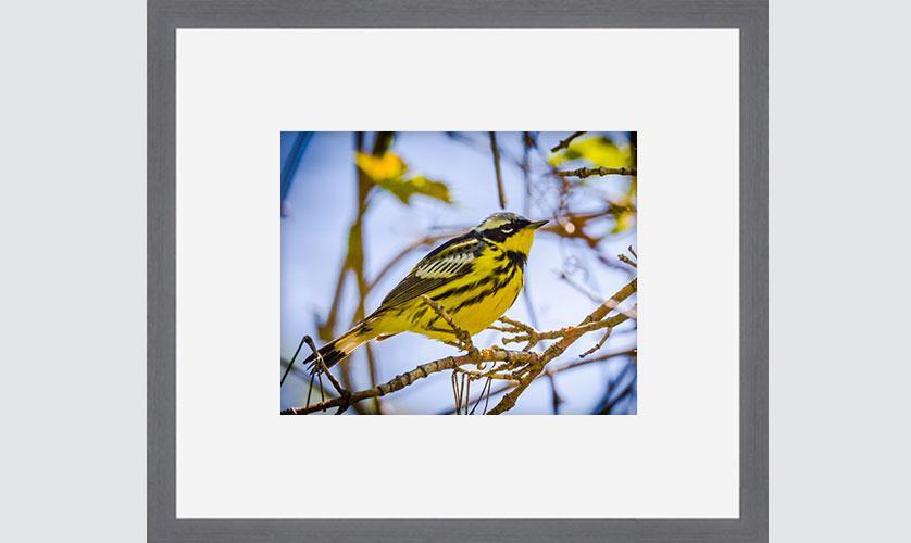 The Biggest Week in American Birding: 5 Tips to Display Your Avian Photography 