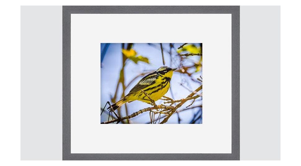 The Biggest Week in American Birding: 5 Tips to Display Your Avian Photography 