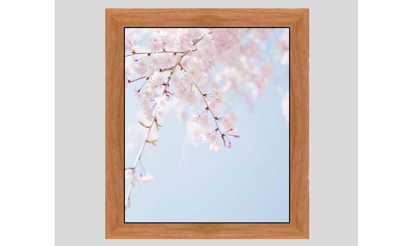 Capture the Colors of Spring