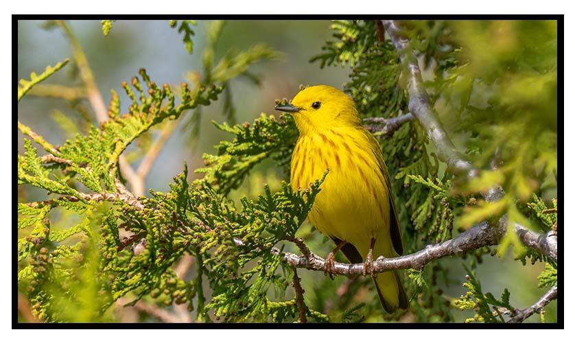 Biggest Week in Birding happens in Northwest Ohio every May