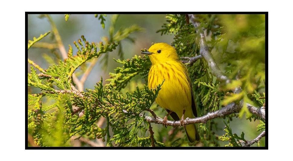 Photograph Toledo’s Feathered Friends