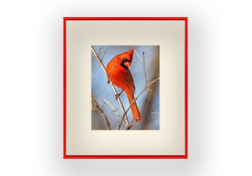Male cardinal sitting on a branch with a cream colored mat and red metal frame. Male cardinal sitting on a branch with a cream colored mat and red metal frame.