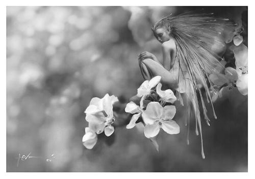 Charcoal drawing of a fairy by New Jersey based artist Jeff Echevarria. Charcoal drawing of a fairy by New Jersey based artist Jeff Echevarria.