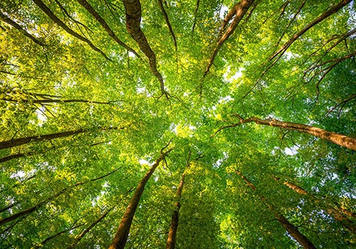 A photo of trees from below A photo of trees from below