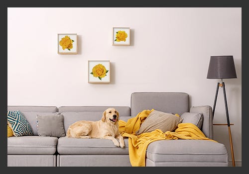 Dog on grey sofa with yellow flower framed artwork Dog on grey sofa with yellow flower framed artwork