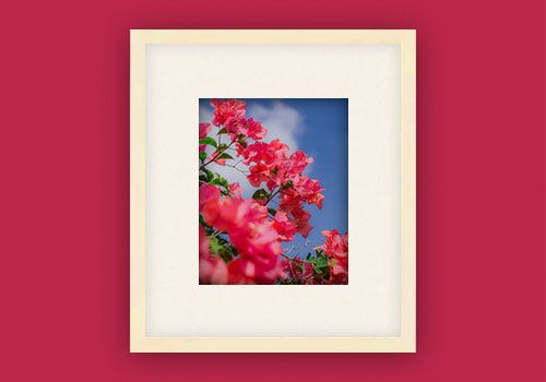 Pantone color of the year Vivid Magenta with maple wooden picture frame Pantone color of the year Vivid Magenta with maple wooden picture frame